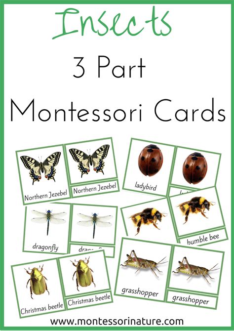 Free Printable Montessori Nomenclature Cards